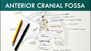 Anterior Cranial Fossa  Anatomy Tutorial [upl. by Shauna]