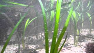 Eelgrass Zostera marina underwater in Ireland [upl. by Nomaj]