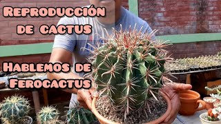 ¿Cómo reproducir un FEROCACTUS Cuidados [upl. by Bogoch]