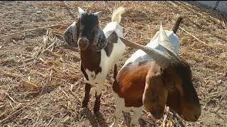 09112024 Veja aí criação de bode E porco Sítio ferrão município de piancó🐐🐖🐓 [upl. by Rhett]