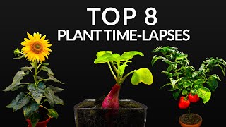 384 Days in 8 Minutes  TOP 8 Plant Growing Timelapses [upl. by Joceline]