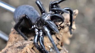 Unboxing Dangerous Funnel Web Spider [upl. by Eico]