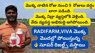 వర్షం బాగా పడి నేల గట్టిపడితే నేనుradifarmvivaమొక్క మొదల్లో పోయించండిresults 👌pallerythu1 [upl. by Juno]