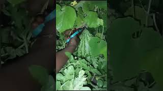 Engal thottamnilavivasayam garden greens watermelon [upl. by Meeharb]