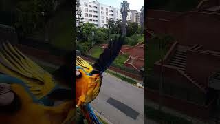 Guacamaya aterrizando [upl. by Brote]