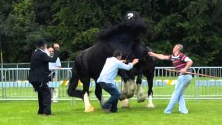 Stallion Fight Two Irish Shires [upl. by Haon]