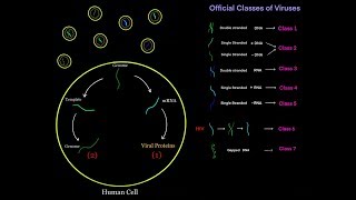 Virus Life Cycle for Different Viral Genomes dsDNA ssDNA dsRNA ssRNA  sense  sense MCAT [upl. by Ahselyt549]