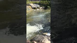 Salmon Run at Port Hope nature fishing fyp asmr [upl. by Anerok576]