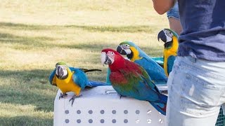 Free Flight Macaws [upl. by Lleinnad113]