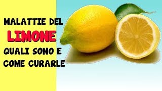 LE MALATTIE DEL LIMONE QUALI SONO E COME CURARLE [upl. by Lorain]