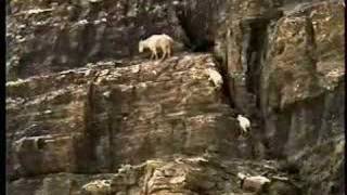 Mountain Goats  Glacier National Park [upl. by Darnoc]