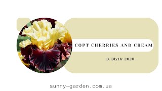 Сорт CHERRIES AND CREAM B Blyth 2020 [upl. by Atibat]