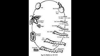 How to draw life cycle of bombyx Mori silkworm [upl. by Bronson859]