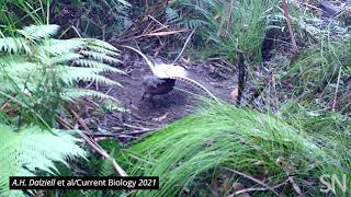 Male lyrebirds can imitate the sounds of many birds at once  Science News [upl. by Ilrebmyk]