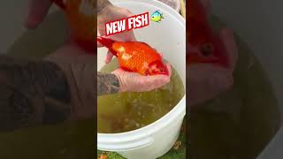 New fish for the pond diypondbuild [upl. by Esined290]