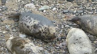 Grey seal seals in angel bay by Leo Coleman [upl. by Harhay]