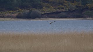 White Tailed Eagle  Poole Harbour  Sony A7s iii  200600mm  2x Teleconverter  4K 120 [upl. by Kari370]