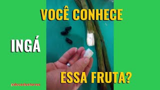 INGÁ O FRUTO DA INGAZEIRA [upl. by Iman]