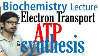 Electron transport chain and ATP synthesis [upl. by Adnalro82]