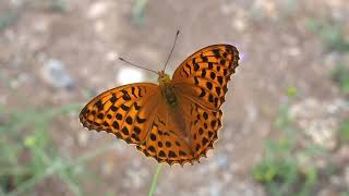 Le papillon Tabac dEspagne ou lEmpereur Argynnis paphia [upl. by Onig]