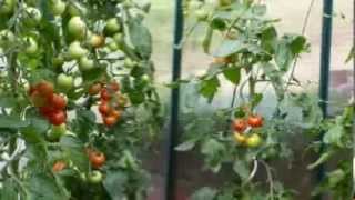 Tomaten im Eimer [upl. by Oivatco]