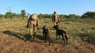 Antipoaching K9 ear protection [upl. by Ailhad793]