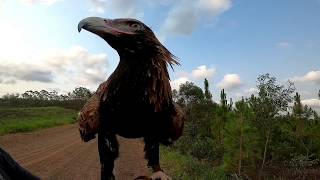 Wedgetailed Eagle Training Session [upl. by Infeld]