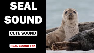 Real Seal Sounds  High Quality  Cute Seal Sound Experience  4K [upl. by Myrtle]