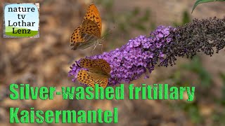 Kaisermantel Argynnis paphia Silverwashed fritillary [upl. by Naiditch]