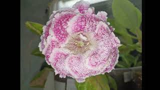 Gloxinia 24 October 2024 [upl. by Christiana]