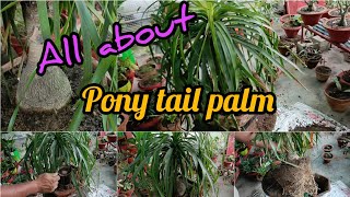 How to Grow and Care Nolina Palm Ponytail Palm Elephant Foot Palm  Ponytail Palm Care Indoor [upl. by Dennie]