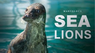 Amazing sea lions [upl. by Ahtreb815]