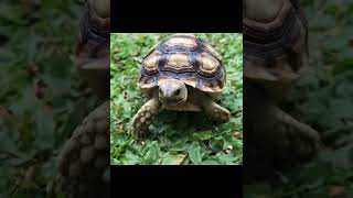 African Sulcata Tortoise Hatchling [upl. by Pare]