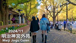 Tokyo in Autumn Ginkgo Trees in Meiji Jingu Gaien Meiji Shrine Outer Garden  202411 [upl. by Cleodal]