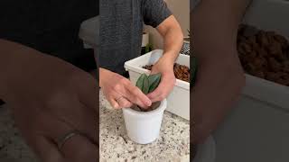 Scindapsus Treubii Repot Full Video [upl. by Soraya11]