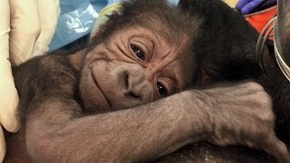 Why This Pregnant Gorilla Needed Emergency Surgery [upl. by Zea461]