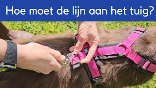 Hoe doe je de lange lijn aan het tuig [upl. by Lipman873]