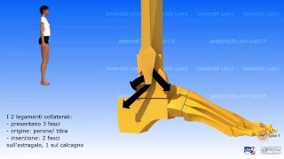 Artrologia della caviglia [upl. by Danielson]