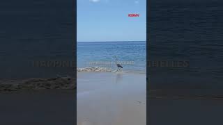 Fishing Seychelles beach [upl. by Pantin]