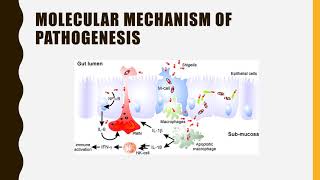 Shigella pathogenesis symptoms diagnosis amp Treatment pathogenesis [upl. by Stich956]