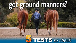 Ground Manners Improve Your Horses Reactions on the Ground [upl. by Sonya132]