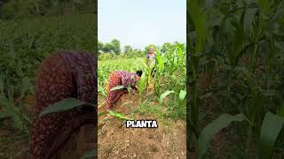 ¡Esfuerzo Increíble Agricultoras Protegen sus Cultivos del Viento 💪🌱 shorts [upl. by Xantha118]