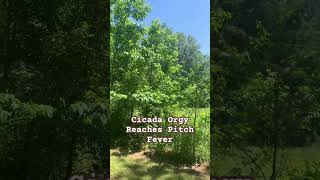 Cicadas in North Alabama [upl. by Oz746]