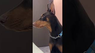 venom the doberman transmission nightmare dobermans European doberman venom dog dangerous viral [upl. by Aihsyt]