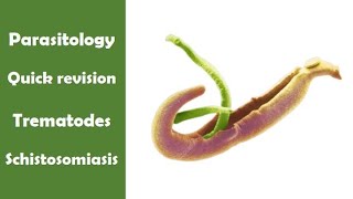 Quick revision  Schistosomiasis  Trematodes  Parasitology  ID2  Adham saleh [upl. by Ahkeber]