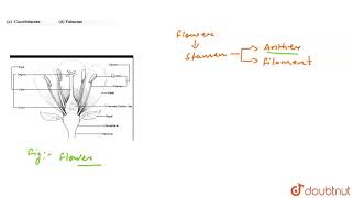 Most of the anther and pollen culture experiments were performed on the members of [upl. by Eisac]