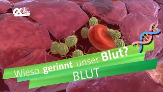 Blutgerinnung  alpha Lernen erklärt Biologie [upl. by Attenat]