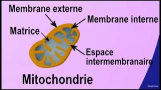 La respiration mitochondriale [upl. by Yasmin]