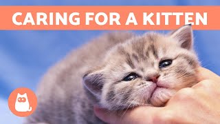 How to CARE for a KITTEN  Food Education and Health [upl. by Aierbma]