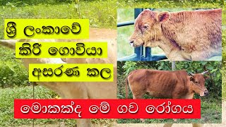 ශ්‍රී ලංකාවේ කිරි ගොවියා අසරණ කල මොකක්ද මේ ගව රෝගය  Lumpy Skin Disease LSD [upl. by Serolod]